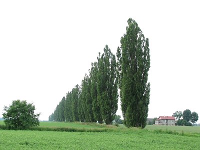 Topole woskie