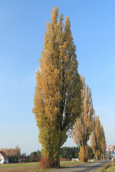 Topola woska w Jeziorach Wielkich