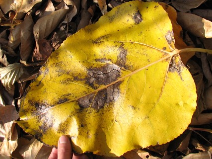Olbrzymi li topoli NE 42 (Hybrydy 275)