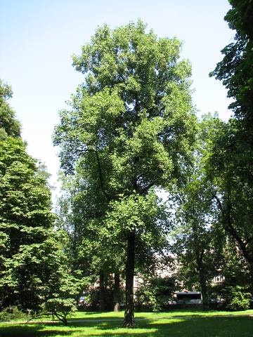 Tulipanowiec amerykaski - pokrj modego drzewa