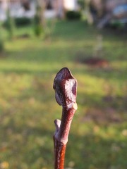 Tulipanowiec amerykaski - pki