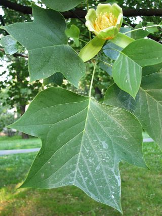 Licie i kwiat tulipanowca amerykaskiego