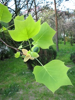 Tulipanowiec amerykaski - mode licie