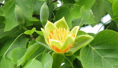 Tulipanowiec amerykaski - kwiaty