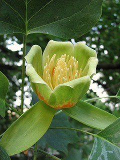 Tulipanowiec amerykaski - kwiaty