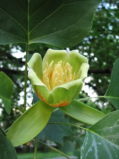 Tulipanowiec amerykaski - kwiat