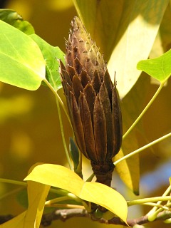 Tulipanowiec amerykaski - owoce