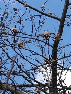 Tulipanowiec amerykaski - owoce