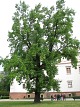 Tulipanowiec amerykaski
