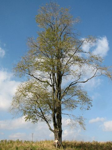 Wiz grski w Bieszczadach