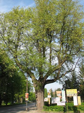 Brzost Sobieskiego w Suchej Beskidzkiej