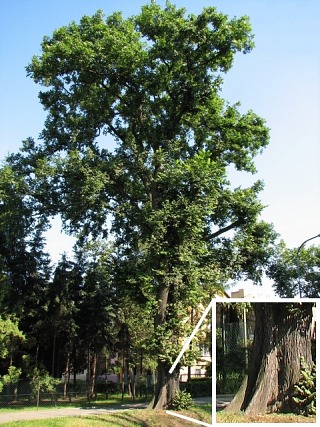Wiz szypukowy