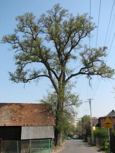 Pokrj wizu szypukowego