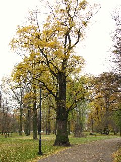 Pokrj wizu szypukowego