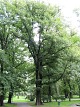 Wiz szypukowy