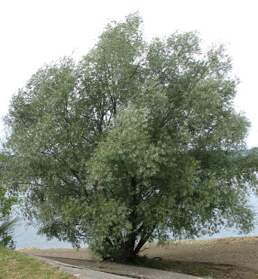 Wierzba biaa - naturalny pokrj
