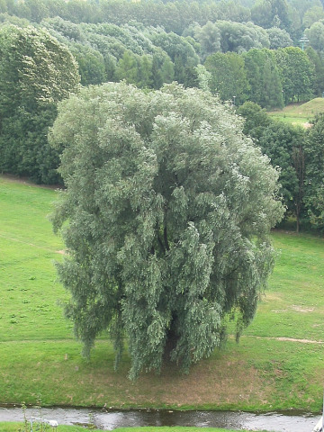 Wierzba biaa - odmiana zwisajca