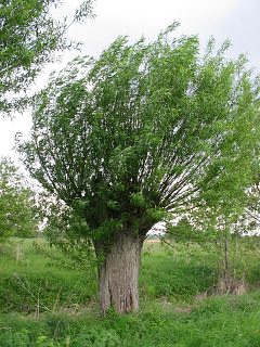 Wierzba - forma gowiasta