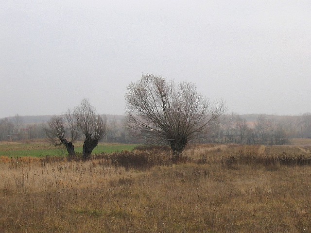Wierzba biaa - ogowiony pokrj