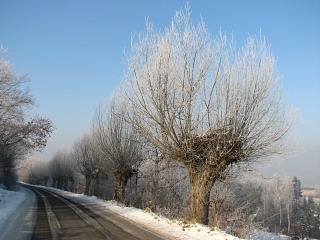 Forma gowiasta wierzby zim