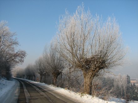 Pokrj ogowionej wierzby