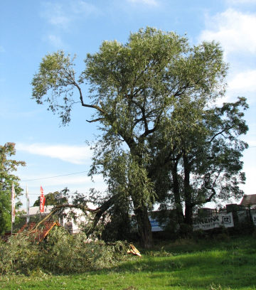 Poamana wierzba krucha