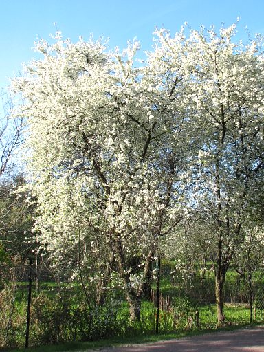 Winia pospolita