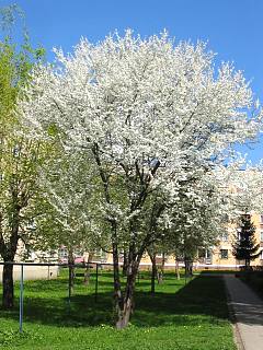 Winia pospolita - pokrj