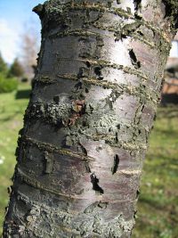 Winia pospolita - kora