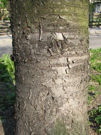 Winia pospolita - kora
