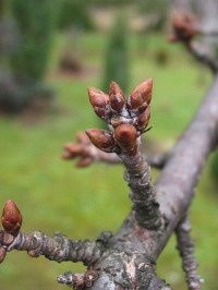 Winia pospolita -  pki