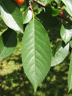 Winia pospolita - licie