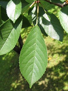 Winia pospolita - licie
