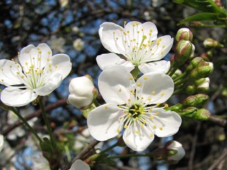 Winia pospolita - kwiaty