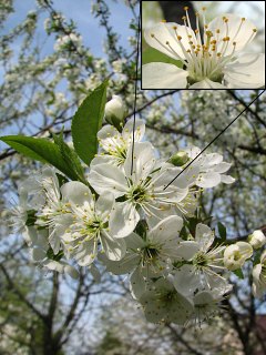 Winia pospolita - kwiaty