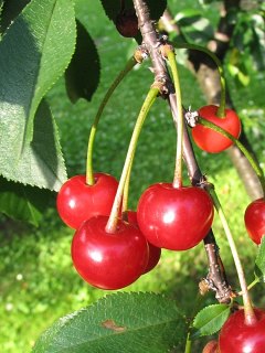 Winia pospolita - owoce
