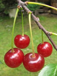 Winia pospolita - owoce