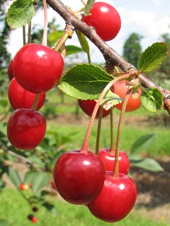 Winia pospolita - owoce