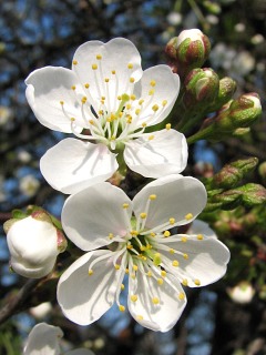 Winia pospolita - kwiaty