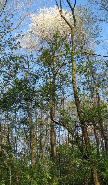 Winia ptasia - pokrj