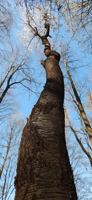 Winia ptasia - pokrj