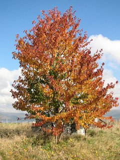 Winia ptasia - pokrj