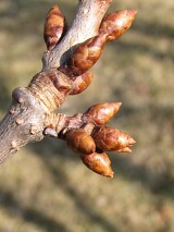 Winia ptasia - mode pdy i pki
