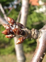 Winia ptasia - mode pdy i pki