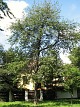 Winia ptasia