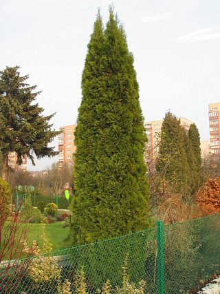 ywotnik zachodni