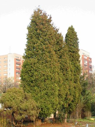 Pokrj ywotnika zachodniego