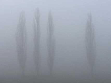 Pokrj topoli woskiej