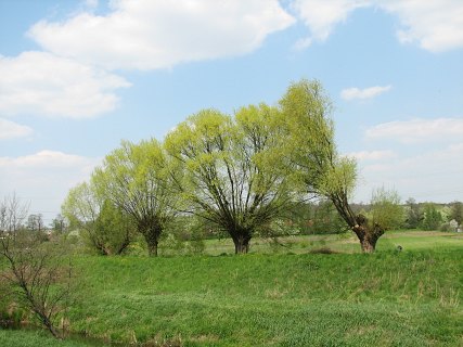 Wierzba - forma gowiasta