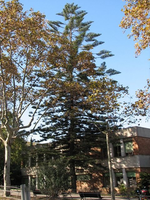 Araukaria wyniosa